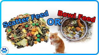 Bowl Feeding or Scatter Feeding For Hamsters [upl. by Tomas]