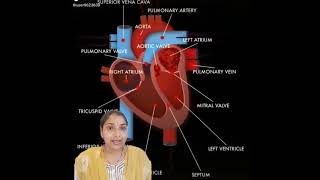 What are oxygenated and deoxygenated bloodpure and impure bloodbiologyscience [upl. by Eillen]