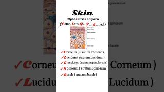 epidermis layers [upl. by Antonin]