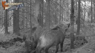 En dag med vildsvinen 20240909 Trail Cam [upl. by Rawden]