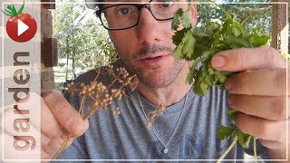 Cilantro vs Coriander  Whats the difference [upl. by Retsof]