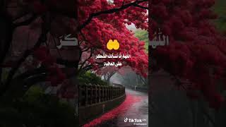 ١٤ نوفمبر ٢٠٢٤ [upl. by Cathie]