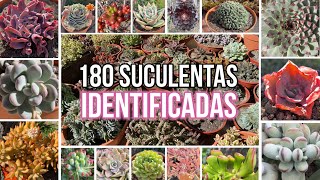 180 SUCULENTAS IDENTIFICADAS  Nombres Cientificos [upl. by Ortrude747]