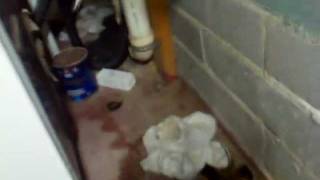 SCARED TO DEATH mouse nest behind washer [upl. by Enalb]