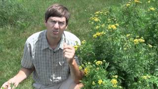 Common Tansy identification of the Wisconsin Invasive Species Tanacetum vulgare [upl. by Tiphane990]