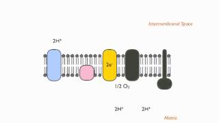 Electron Transport Chain Chemiosmotic Theory [upl. by Fontana]