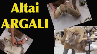 Argali Sheep shoulder mount Tutorial series Art of Taxidermy [upl. by River310]