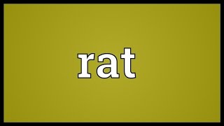 Rat Meaning [upl. by Mcgean]