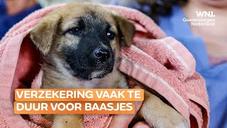 Dierenartsen pleiten voor verplichte huisdierenverzekering [upl. by Ymac]