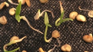 Time Lapse Chilli seeds germinating [upl. by Lon]