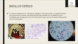 Bacillus cereus [upl. by Caravette345]