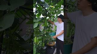 Natural beauty home garden vegetable collection shots youtubeshorts [upl. by Leimad]