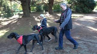 Great Dane Lovers Emerald lake and Emerald Anzac walk 27th April 2024 [upl. by Landrum]