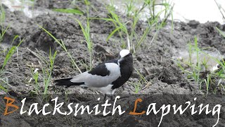 Blacksmith Lapwing Vanellus armatus Bird Call amp Video  Blacksmith Plover  Stories Of The Kruger [upl. by Nil383]