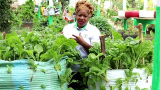 The Smallest Garden with Highest Vegatable Yields  12 Kitchen Gardening Ideas [upl. by Brannon]