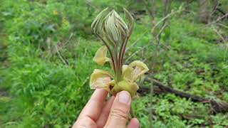 Shagbark Hickory Leafing Out WOW [upl. by Graaf856]