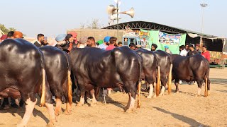 Nili Ravi Buffalo Competition at Jagraon  PDFA [upl. by Ottilie]