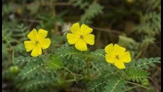 Tribulus Terrestris A Natural Boost for Male Vitalityquot [upl. by Werdma]