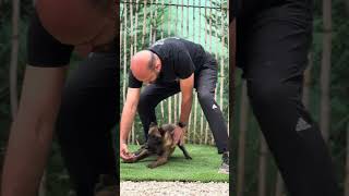 Malinois puppy training basic session [upl. by Shepp]