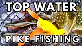 Topwater Lures For Pike  Canal Pike Fishing [upl. by Dianemarie]