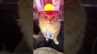 Silly cats pt35 cat funny pets [upl. by Erich277]