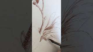 Drawing a magnolia branch with dip pen and sepia ink [upl. by Harbed]