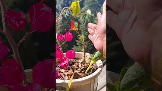 Tropaeolum Majus Flower Shortbalconygarden balconyflowers outdoorplants permanent Flower [upl. by Sibell]