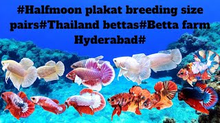 Halfmoon plakat breeding size pairsThailand bettasBetta farm Hyderabad [upl. by Viddah818]