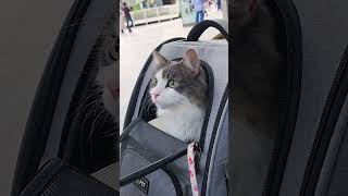 秋のおでかけ【cat in backpack】 [upl. by Adnovahs]