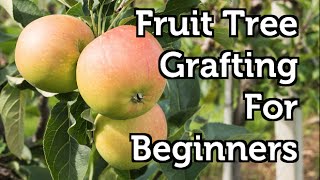 Fruit Tree Grafting for Beginners [upl. by Lladnew]