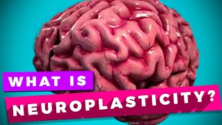 Neuroplasticity and learning explained [upl. by Navek]