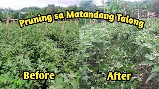 ANU ANG MGA ADVANTAGES SA PAGPRUNING NG SANGA NG MATANDANG TALONG [upl. by Ardnael]