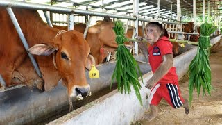 FULL VIDEO CUTIS harvests grass at feed cows farm [upl. by Estas]