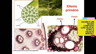 3 Xilema Primário 35 [upl. by Eustace]