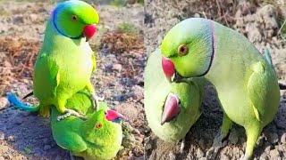 Masti Parrot Nar Made So Parrot [upl. by Ezirtaeb]