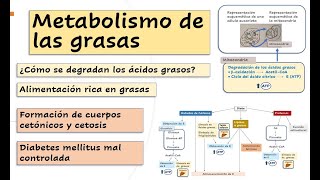 Degradación de las grasas y ayuno metabolismo diabetes mellitus y cetosis dieta basada en grasas [upl. by Tnahs]