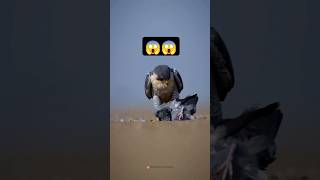 Peregrine falcon🦅 World fastest Bird😱 Rocket attack 😮interestingfactsanimalsfalconytviralshorts [upl. by Bud46]