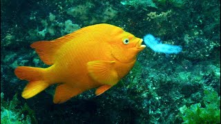 Garibaldi eating pyrosomes [upl. by Daraj]