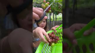 Grapes harvest food shorts [upl. by Haden478]