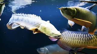 Polypterus Congicus swimming [upl. by Gladine]