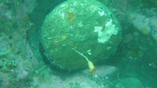 abalone diving the sonoma coast [upl. by Edme563]