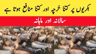 Goat farming yearly and monthly expenditure and profit  chakwal goat farm  majid shabbir [upl. by Anirbac]