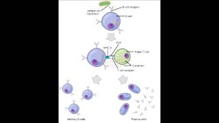 Antigen Type amp Memory  Thymus Independent amp Thymus Dependent [upl. by Dorelia]