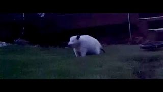 WHITE OPOSSUM at sunrise  Rare leucistic female Virginia opossum Didelphis virginiana 05212015 [upl. by Mordecai]