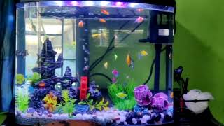 Glofish Tank Setup [upl. by Elleinnod835]