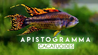 Apistogramma cacatouides Double Red  quotWild Typequot  Cacadu Cichlid  South America Dwarf Cichlid [upl. by Llevron609]