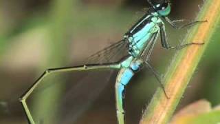 Bluetailed Damselfly breeding [upl. by Llerdnad898]