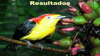 Mercurio en aves en zonas mineras del Ecuador [upl. by Elurd]