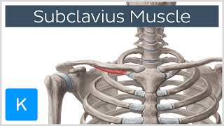 Subclavius Muscle  Origins amp Function  Human Anatomy  Kenhub [upl. by Rebna]