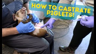 How to Castrate Piglets The Easy Way GRAPHIC VIDEO [upl. by Innaig]